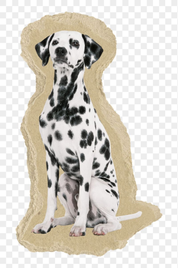 Dalmatian dog png sticker, | Free PNG - rawpixel Dalmatian dog png sticker, | Free PNG - rawpixel
