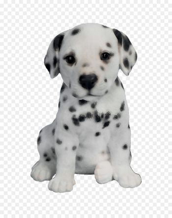 Dalmatian dog Puppy Border Collie Dog breed Companion dog - Dalmatian dog Puppy Border Collie Dog breed Companion dog -