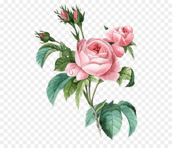 Damask rose Flower Poster Botanical illustration Botany - Pink flowers 
