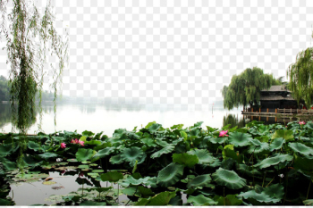 Daming Lake Landscape Fukei - Daming Lake scenery pictures Daming Lake Landscape Fukei - Daming Lake scenery pictures