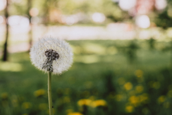 Dandelion 2 Dandelion 2