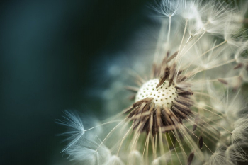 Dandelion background. Free public domain | Free Photo - rawpixel