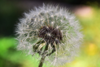 Dandelion Close Up Photography Dandelion Close Up Photography