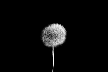 Dandelion Flower Photograph Dandelion Flower Photograph
