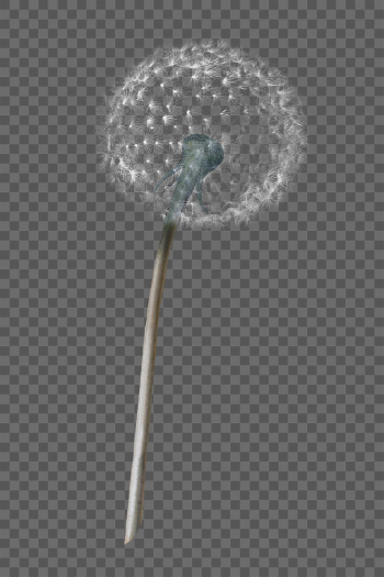 Dandelion flower png sticker on transparent | Free PNG Sticker - rawpixel Dandelion flower png sticker on transparent | Free PNG Sticker - rawpixel