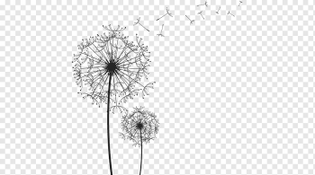 dandelion illustration, Black and white line drawing dandelion, angle, white, presentation png