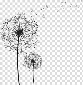 Dandelion illustration, Black and white line drawing dandelion transparent background PNG clipart