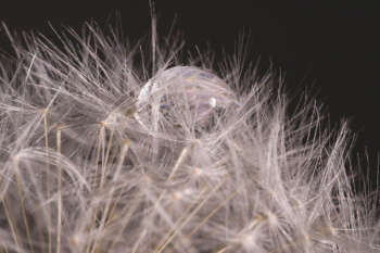 Dandelion macro 2 Dandelion macro 2