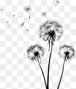 Dandelion PNG Images | Vectors and PSD Files | Free Download on Pngtree