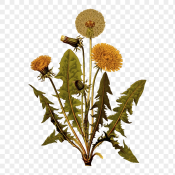 Dandelion png sticker, plant vintage | Free PNG - rawpixel