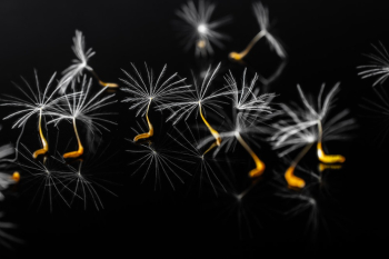Dandelion Seeds Dandelion Seeds