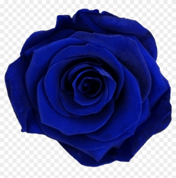 Dark Blue - Blue Rose Dark Blue - Blue Rose