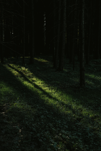 Dark Forest Dark Forest