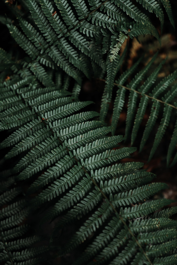 Dark Green Fern Plant Dark Green Fern Plant