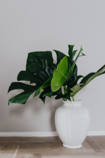 Dark green leaves of monstera Dark green leaves of monstera