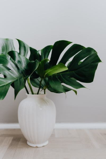 Dark green leaves of monstera Dark green leaves of monstera