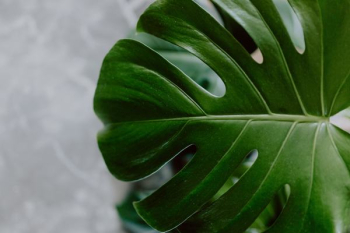 Dark green leaves of monstera Dark green leaves of monstera