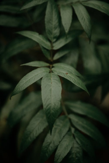 Dark green leaves of plant · Free Stock Photo Dark green leaves of plant · Free Stock Photo