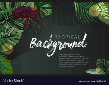 dark green tropical background monstera palm