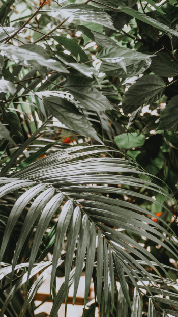 Dark Green Tropical Plant Leaves Dark Green Tropical Plant Leaves
