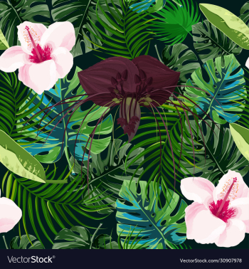 dark purple tacca flower and hibiscus background