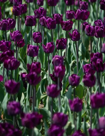 Dark Purple Tulip Flowers Dark Purple Tulip Flowers