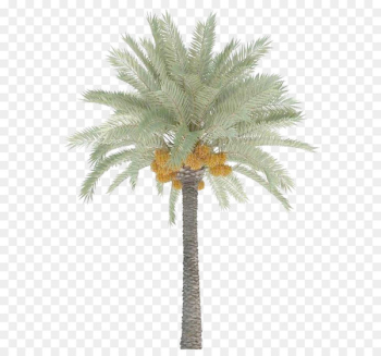 Date Palm Trees Date Palm Trees
