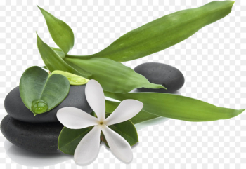 Day spa Beauty Parlour Zento Massotherapy Massage - stones and rocks 