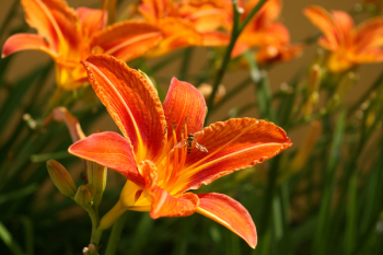Daylily, Blossom, Bloom, Flower, Plant, Garden, Bloom