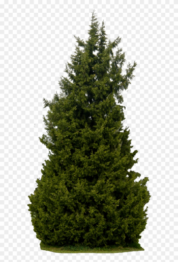 Dead Pine Tree Clip Art Download - Real Tree Png Dead Pine Tree Clip Art Download - Real Tree Png