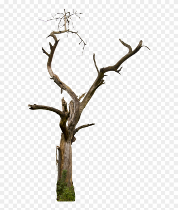 Dead Tree 04 Hq By Gd08 - Dead Tree Png Dead Tree 04 Hq By Gd08 - Dead Tree Png