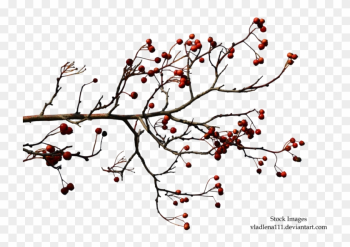 Dead Tree Branch Clip Art - Autumn Tree Branches Png