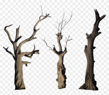 Dead Tree Pack - Bare Tree Branch Png