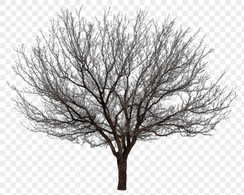 Dead tree png sticker, collage | Free PNG - rawpixel Dead tree png sticker, collage | Free PNG - rawpixel
