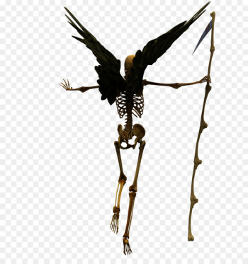 Death u9ab7u9ac5 Skeleton - Skull Death u9ab7u9ac5 Skeleton - Skull