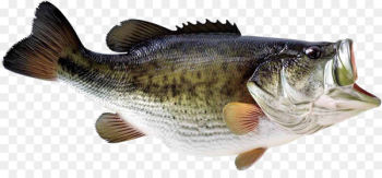 Decal Fishing Rods Bass boat Sticker - fishing Decal Fishing Rods Bass boat Sticker - fishing