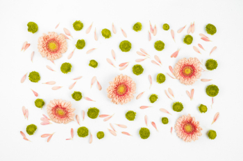 Decorated white background with gerbera flowers Decorated white background with gerbera flowers