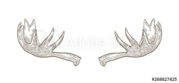 Decorative drawing of elk or moose palmate antlers