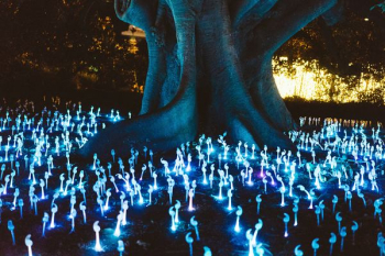 decorative lights under tree at night decorative lights under tree at night