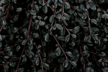 Deep Green. Original public domain | Free Photo - rawpixel