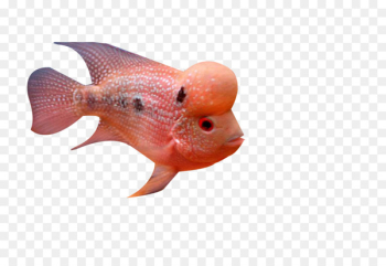 Deep sea fish Deep sea fish - Deep sea rosé fish Deep sea fish Deep sea fish - Deep sea rosé fish