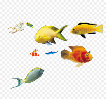 Deep sea fish Marine biology - deep sea fish Deep sea fish Marine biology - deep sea fish