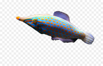 Deep sea fish Marine biology - deep sea fish Deep sea fish Marine biology - deep sea fish
