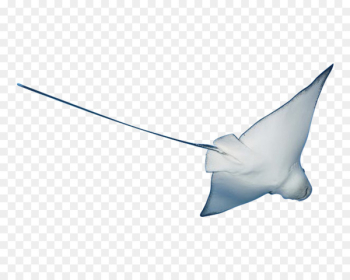 Deep sea fish - Marine fish Deep sea fish - Marine fish