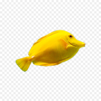Deep sea fish Yellow - Yellow Fish Deep sea fish Yellow - Yellow Fish