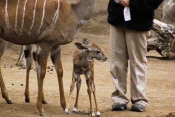 Deer Deer