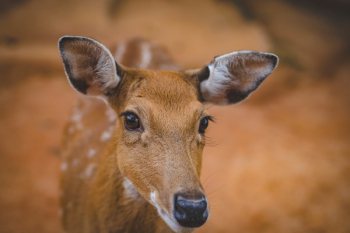 Deer Deer