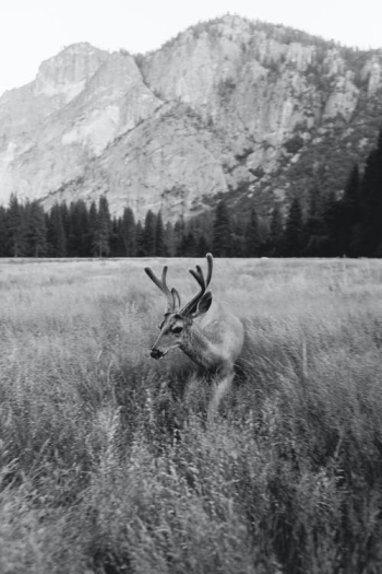 Deer Against Mountain · Free Stock Photo Deer Against Mountain · Free Stock Photo