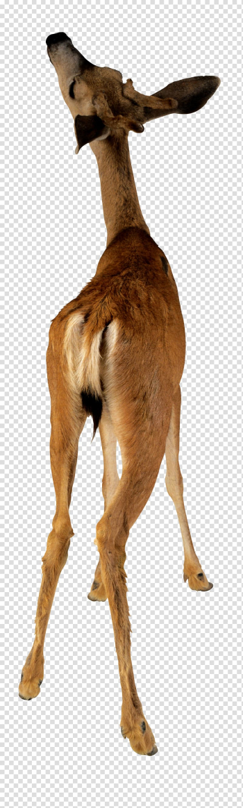 Deer Animal Camel , deer transparent background PNG clipart Deer Animal Camel , deer transparent background PNG clipart