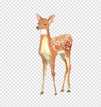 Deer fawn painting , Deer Poster Watercolor painting Illustration, Watercolor deer transparent background PNG clipart